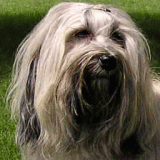 sheila_portret.gif(23 kb)